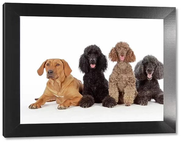 DOG. Black poodle, grey poodle, brown miniature poodle and dog