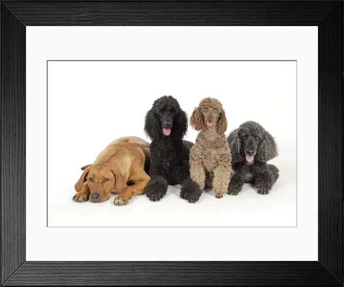 Framed Print : DOG. Black poodle, grey poodle, brown miniature poodle and dog