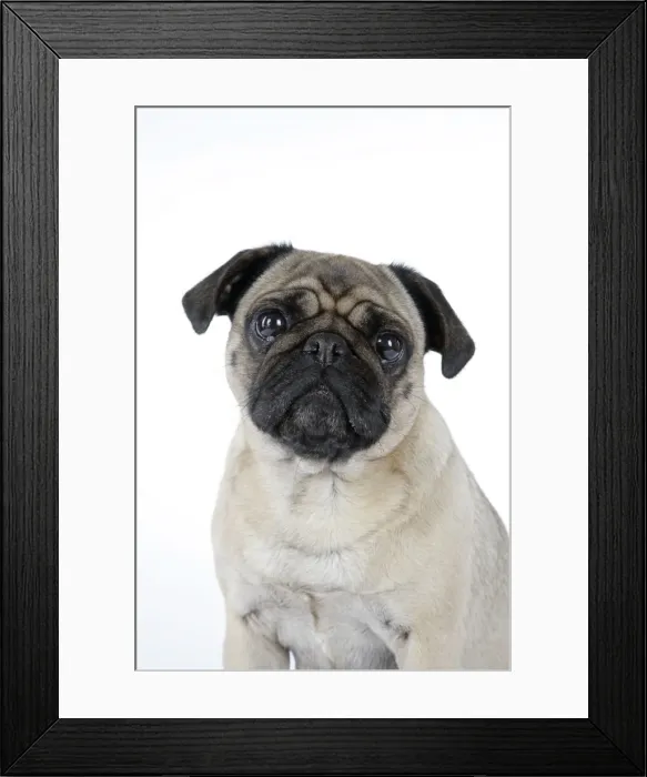 Framed Print : DOG. Pug. JD-19178. DOG. Pug. Also known as Carlin or Mops Framed Print : DOG. Pug. JD-19178. DOG. Pug. Also known as Carlin or Mops