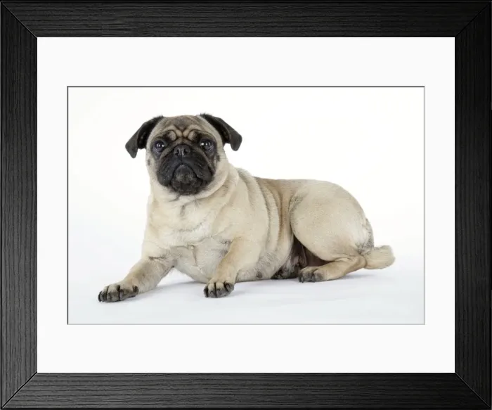 Framed Print : DOG. Pug laying down Framed Print : DOG. Pug laying down