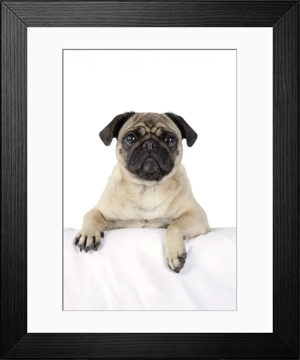 Framed Print : DOG. Pug with paws over ledge Framed Print : DOG. Pug with paws over ledge