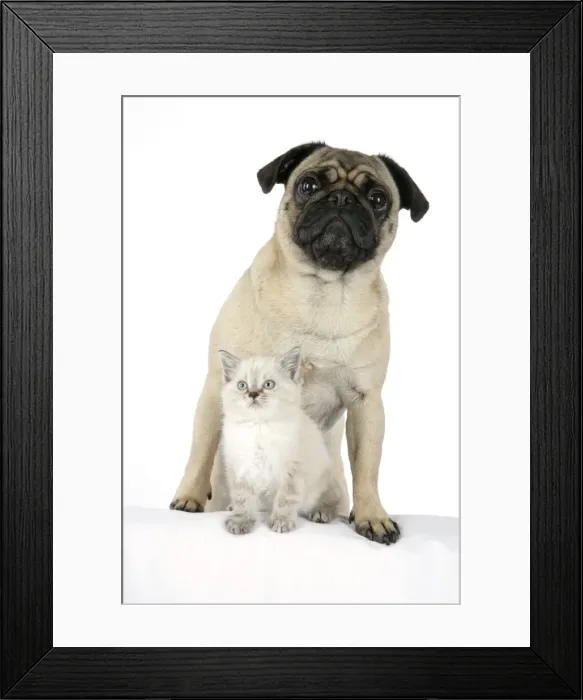 Framed Print : DOG. Pug with a kitten Framed Print : DOG. Pug with a kitten