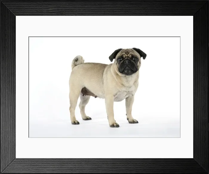 Framed Print : DOG. Pug. JD-19184. DOG. Pug. John Daniels Framed Print : DOG. Pug. JD-19184. DOG. Pug. John Daniels
