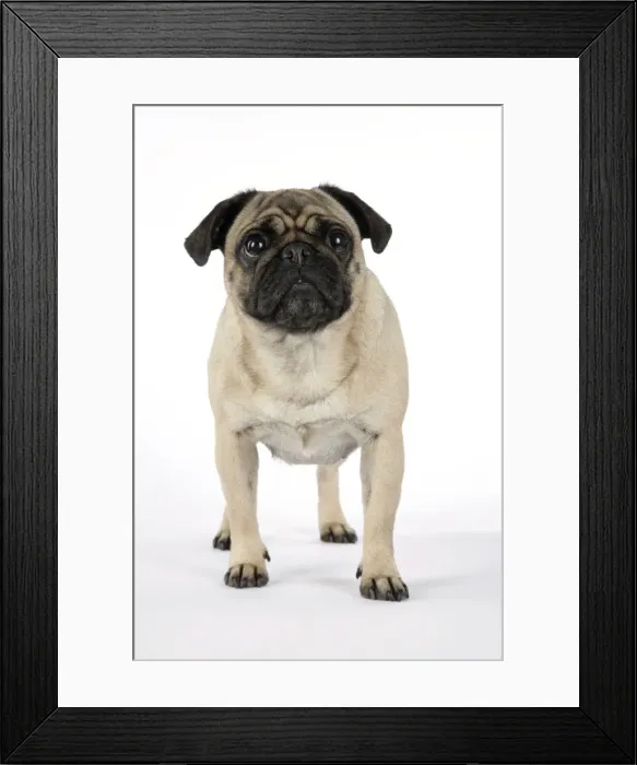Framed Print : DOG. Pug. JD-19185. DOG. Pug. John Daniels Framed Print : DOG. Pug. JD-19185. DOG. Pug. John Daniels