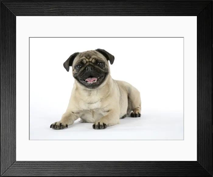 Framed Print : DOG. Pug laying down Framed Print : DOG. Pug laying down