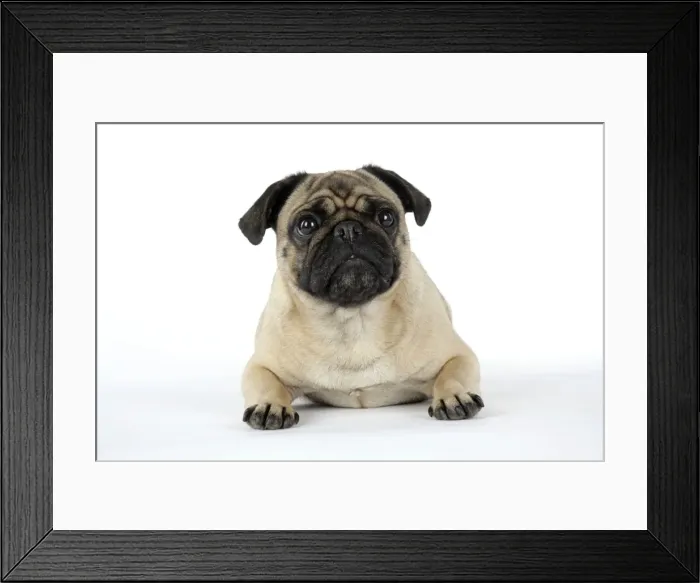 Framed Print : DOG. Pug laying down Framed Print : DOG. Pug laying down