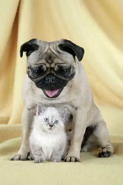 DOG. Pug with a kitten