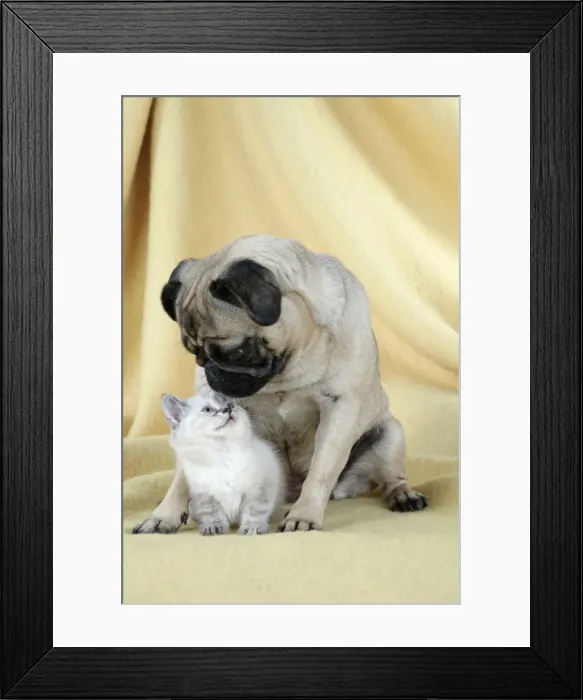 Framed Print : DOG. Pug with a kitten Framed Print : DOG. Pug with a kitten