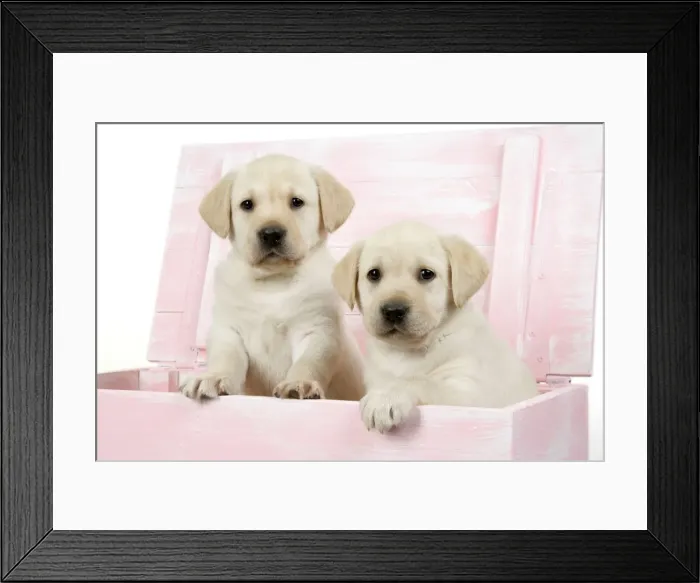 Framed Print : DOG. Labrador retriever puppies in a wooden box Framed Print : DOG. Labrador retriever puppies in a wooden box