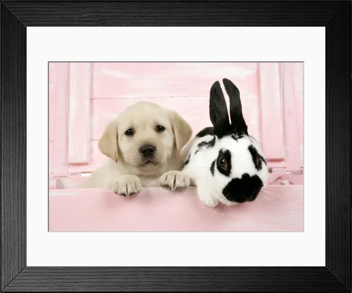 Framed Print : DOG. Labrador retriever puppy & English rabbit in a wooden box Framed Print : DOG. Labrador retriever puppy & English rabbit in a wooden box