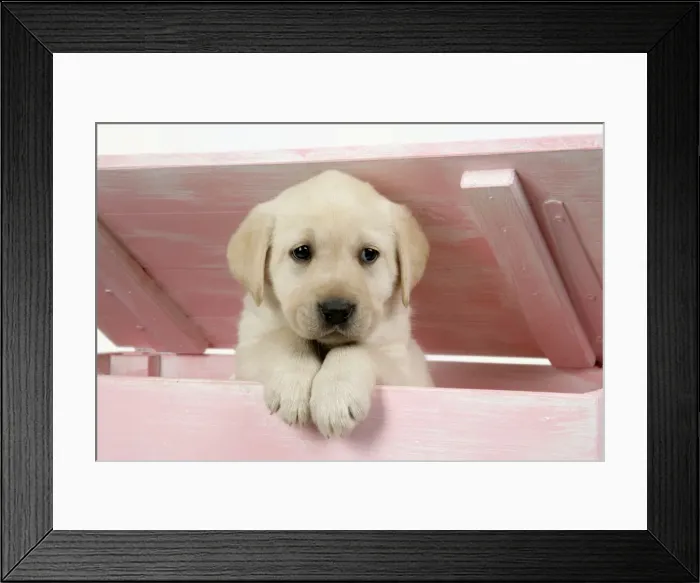 Framed Print : DOG. Labrador retriever puppy looking out of a wooden box Framed Print : DOG. Labrador retriever puppy looking out of a wooden box