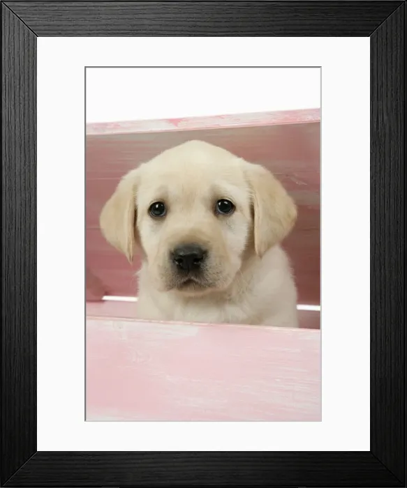 Framed Print : DOG. Labrador retriever puppy looking out of a wooden box Framed Print : DOG. Labrador retriever puppy looking out of a wooden box