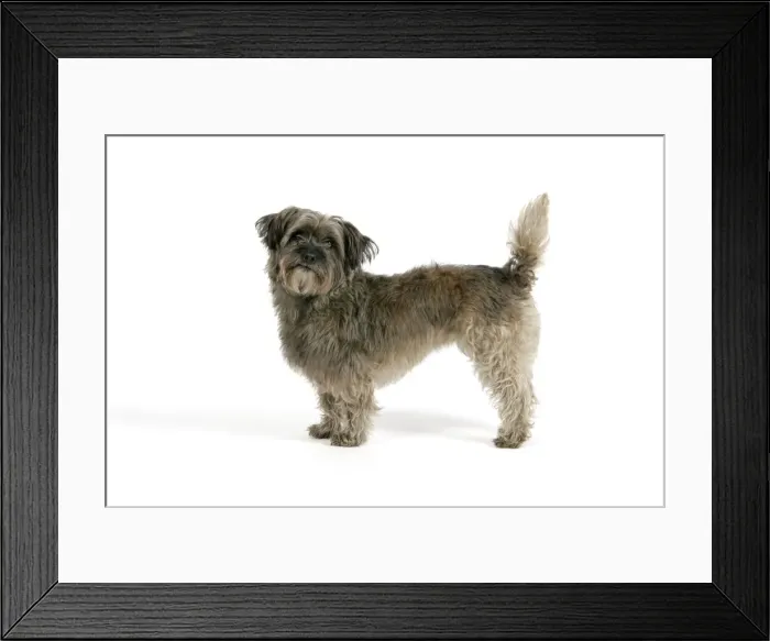 Framed Print : DOG - Pugairn - Pug cross Cairn Terrier Framed Print : DOG - Pugairn - Pug cross Cairn Terrier
