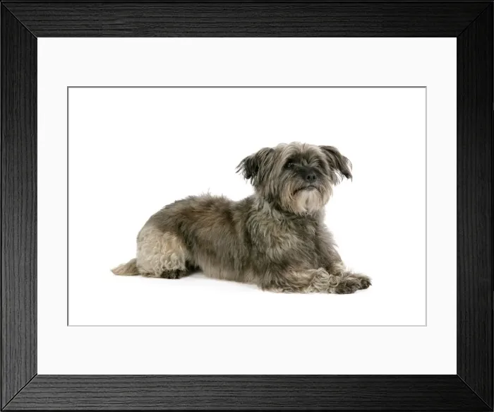 Framed Print : DOG - Pugairn - Pug cross Cairn Terrier Framed Print : DOG - Pugairn - Pug cross Cairn Terrier