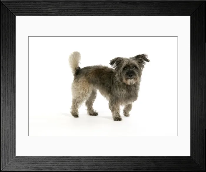 Framed Print : DOG - Pugairn - Pug cross Cairn Terrier