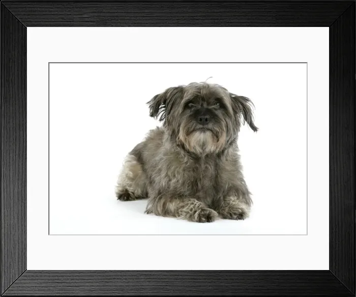 Framed Print : DOG - Pugairn - Pug cross Cairn Terrier