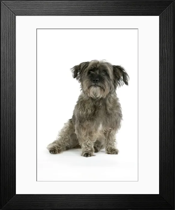 Framed Print : DOG - Pugairn - Pug cross Cairn Terrier Framed Print : DOG - Pugairn - Pug cross Cairn Terrier