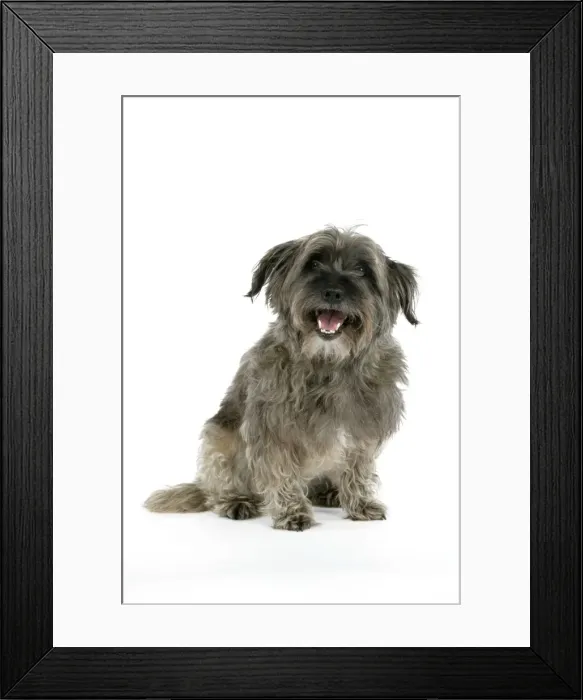 Framed Print : DOG - Pugairn - Pug cross Cairn Terrier Framed Print : DOG - Pugairn - Pug cross Cairn Terrier