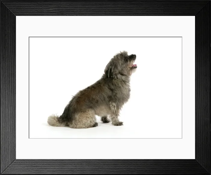 Framed Print : DOG - Pugairn - Pug cross Cairn Terrier Framed Print : DOG - Pugairn - Pug cross Cairn Terrier