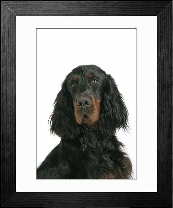 Framed Print : DOG. Gordon setter Framed Print : DOG. Gordon setter