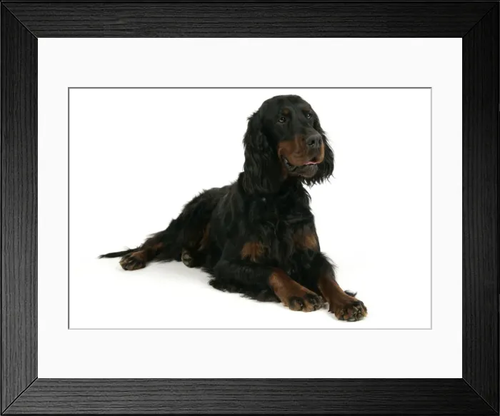 Framed Print : DOG. Gordon setter Framed Print : DOG. Gordon setter