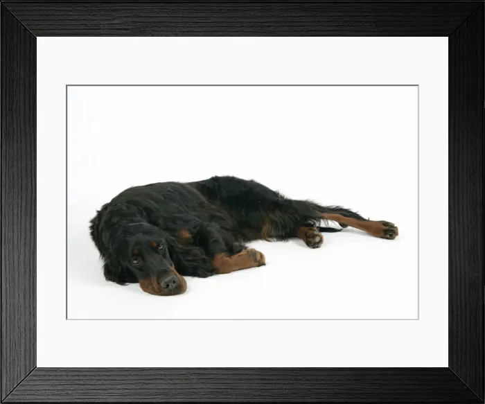 Framed Print : DOG. Gordon setter Framed Print : DOG. Gordon setter