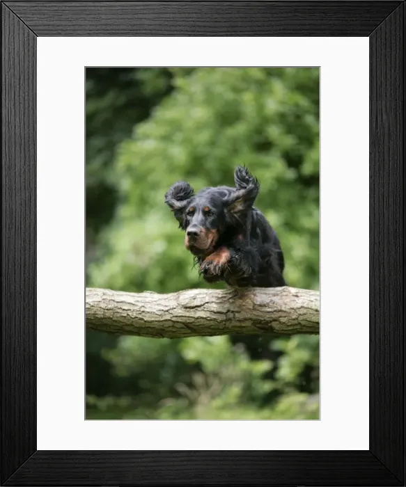 Framed Print : DOG. Gordon setter jumping over log Framed Print : DOG. Gordon setter jumping over log