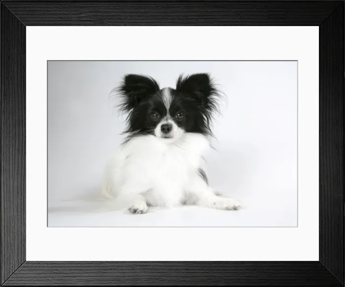 Framed Print : DOG. Papillion lying down Framed Print : DOG. Papillion lying down