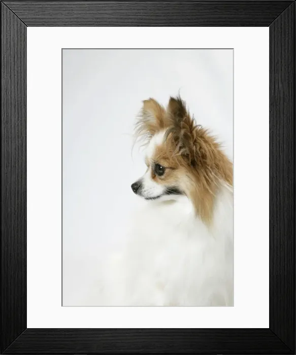 Framed Print : DOG. Papillion Framed Print : DOG. Papillion