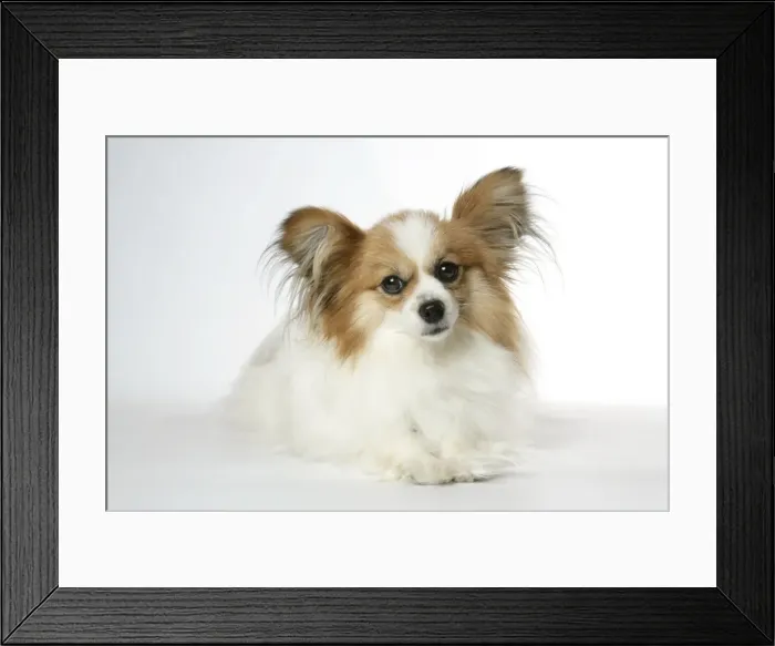Framed Print : DOG. Papillion laying down