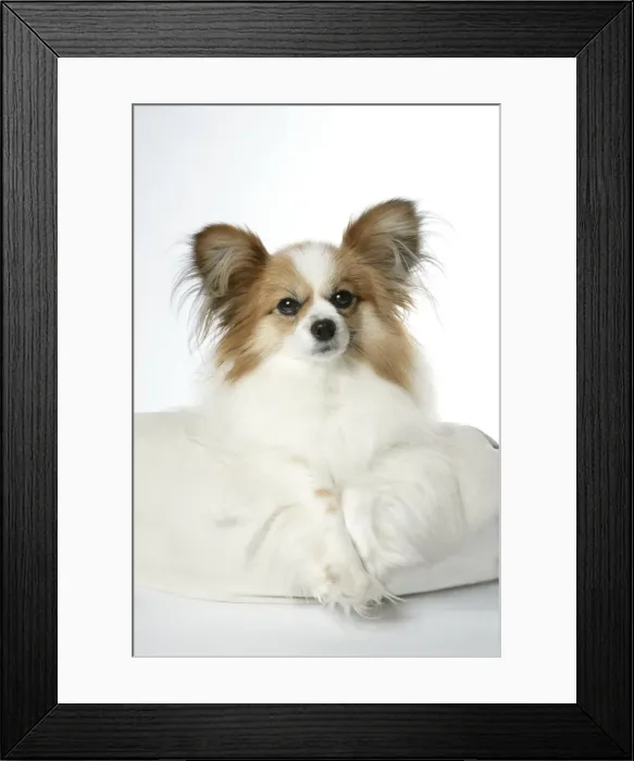 Framed Print : DOG. Papillion laying on cushion Framed Print : DOG. Papillion laying on cushion