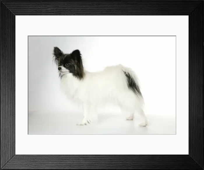 Framed Print : DOG. Papillion
