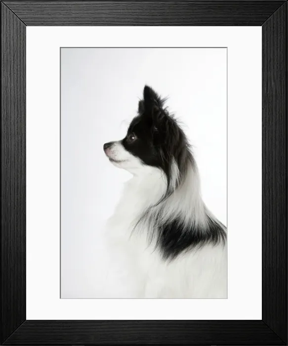 Framed Print : DOG. Papillion Framed Print : DOG. Papillion