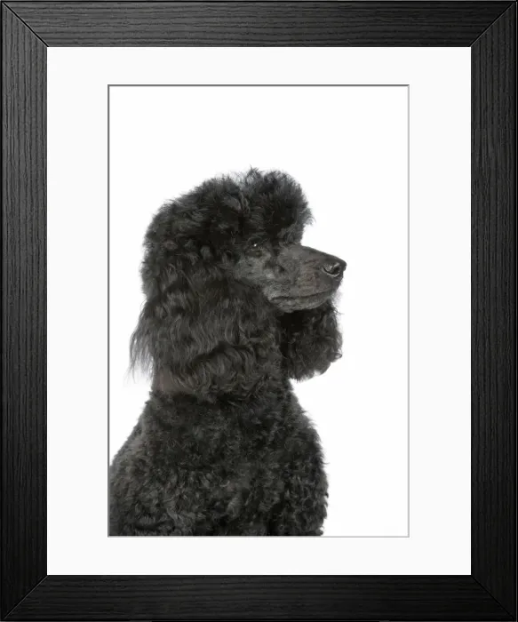 Framed Print : Dog. Black poodle Framed Print : Dog. Black poodle
