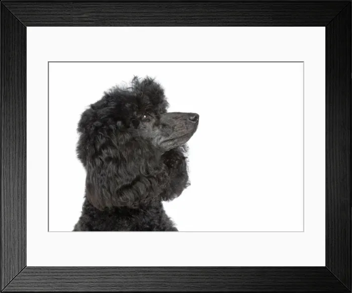 Framed Print : Dog. Black poodle Framed Print : Dog. Black poodle