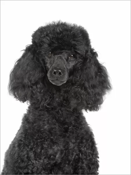 Dog. Black poodle