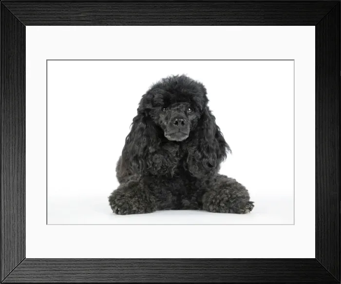 Framed Print : Dog. Black poodle laying down Framed Print : Dog. Black poodle laying down