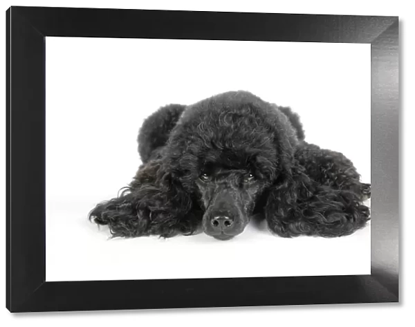 Dog. Black poodle laying down