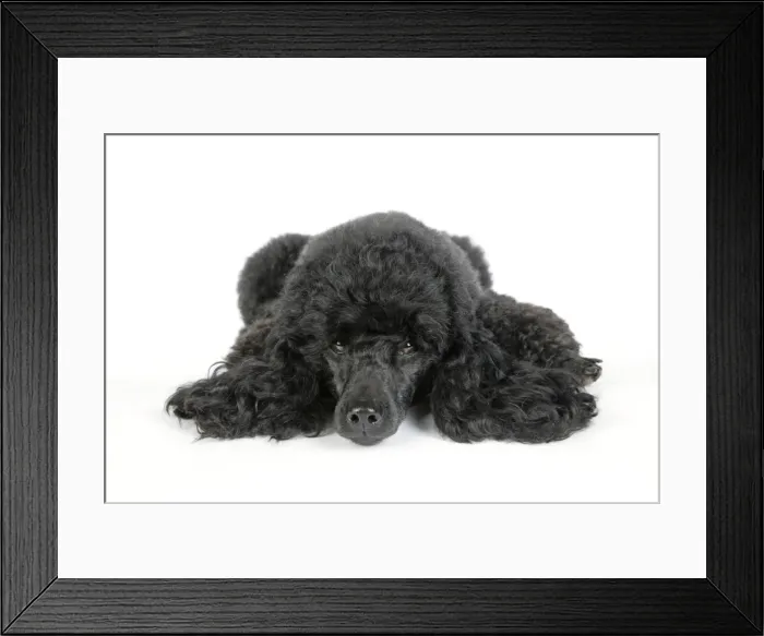 Framed Print : Dog. Black poodle laying down Framed Print : Dog. Black poodle laying down