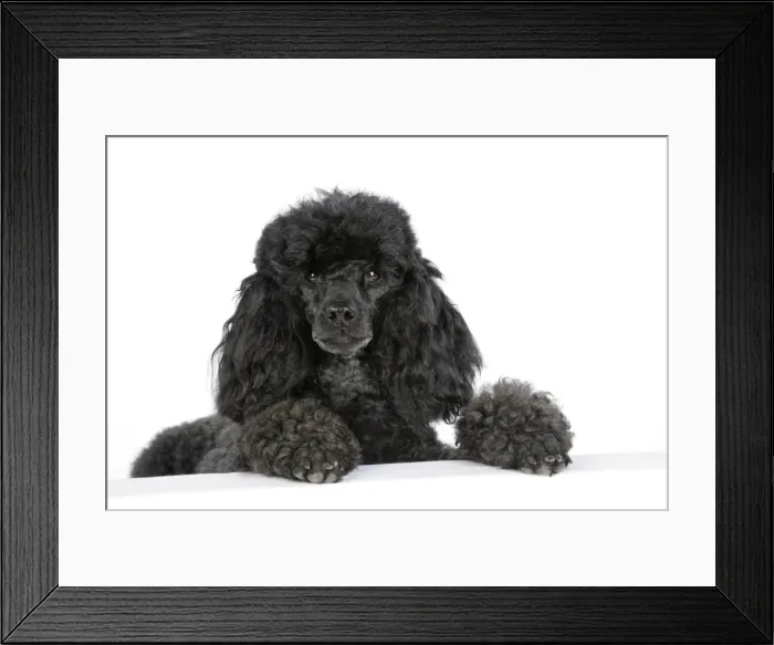 Framed Print : Dog. Black poodle with paws over ledge Framed Print : Dog. Black poodle with paws over ledge