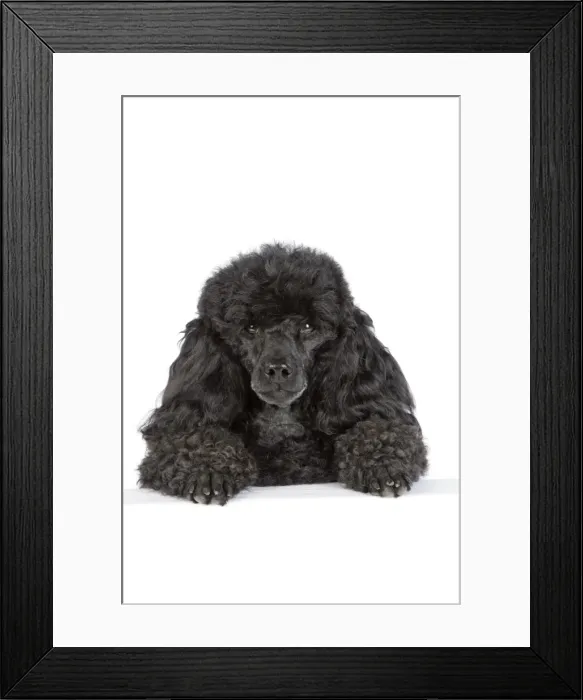 Framed Print : Dog. Black poodle with paws over ledge Framed Print : Dog. Black poodle with paws over ledge