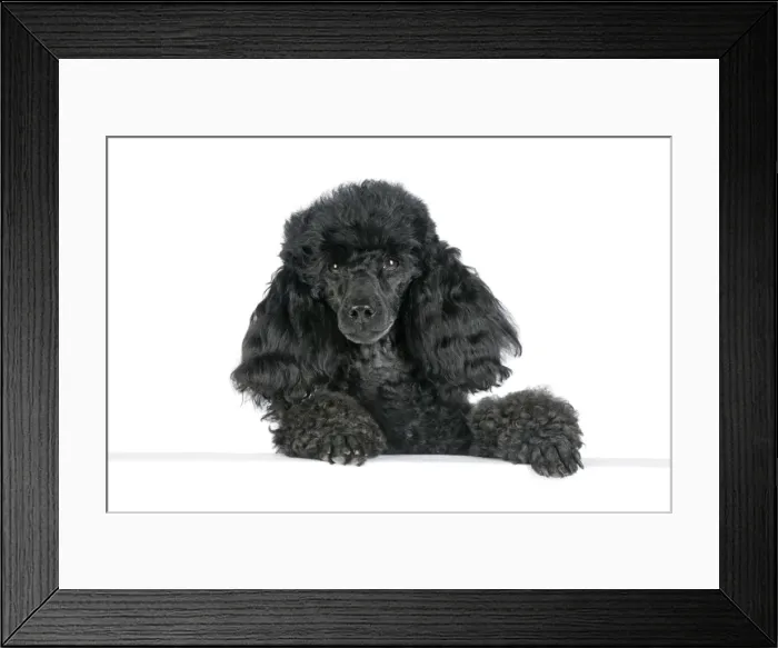 Framed Print : Dog. Black poodle with paws over ledge Framed Print : Dog. Black poodle with paws over ledge