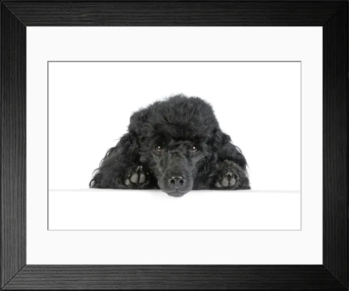 Framed Print : Dog. Black poodle with paws over ledge Framed Print : Dog. Black poodle with paws over ledge