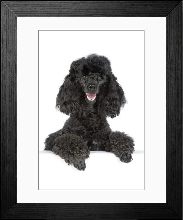Framed Print : Dog. Black poodle with paws over ledge Framed Print : Dog. Black poodle with paws over ledge