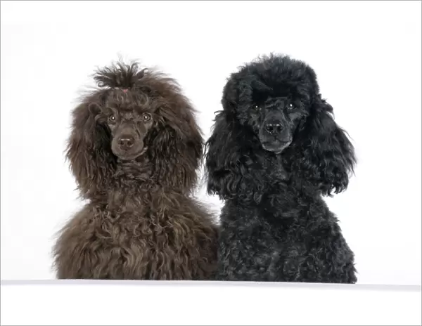 Dog. Brown poodle and black poodle with paws over ledge