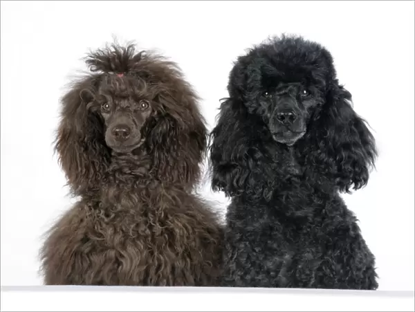 Dog. Brown poodle and black poodle with paws over ledge