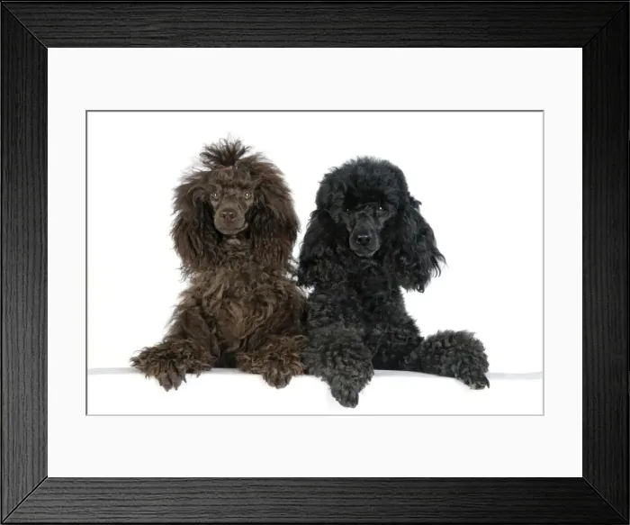 Framed Print : Dog. Brown poodle and black poodle with paws over ledge Framed Print : Dog. Brown poodle and black poodle with paws over ledge