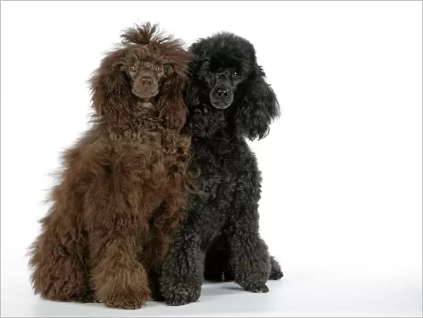 Dog. Brown poodle and black poodle