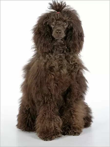 Dog. Brown poodle sitting down