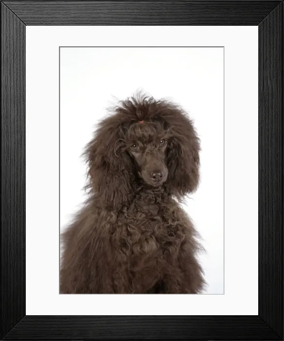 Framed Print : Dog. Brown poodle Framed Print : Dog. Brown poodle